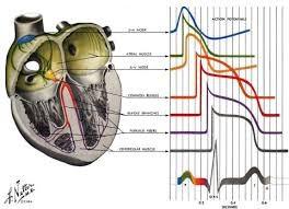 Eletrocardiografia EEG