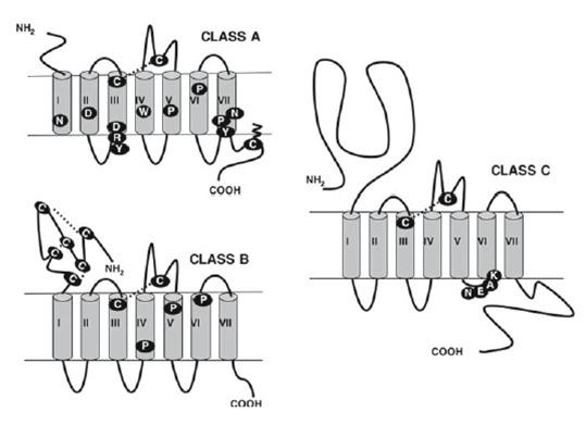 .. Sinalização por Proteínas G Principais famílias de receptores 7DT Rhodopsin-like receptors Maior família