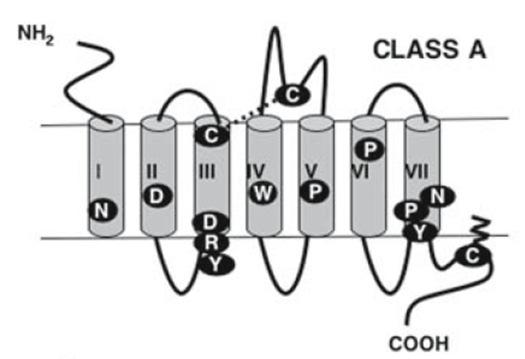 Receptores rhodopsin-like Resíduo conservado nas 3 classes de receptores Topografia geral dos receptores 7DT ancoragem seletividade