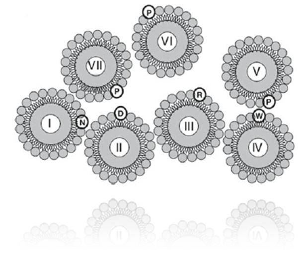 efetores intracelulares, modulação do estado de ativação do receptor e do acoplamento à Proteína G, internalização e dessensibilização