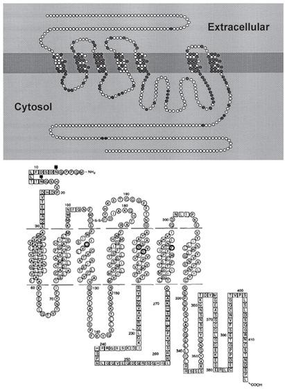 Estrutura de receptores adrenérgicos Receptores α 1