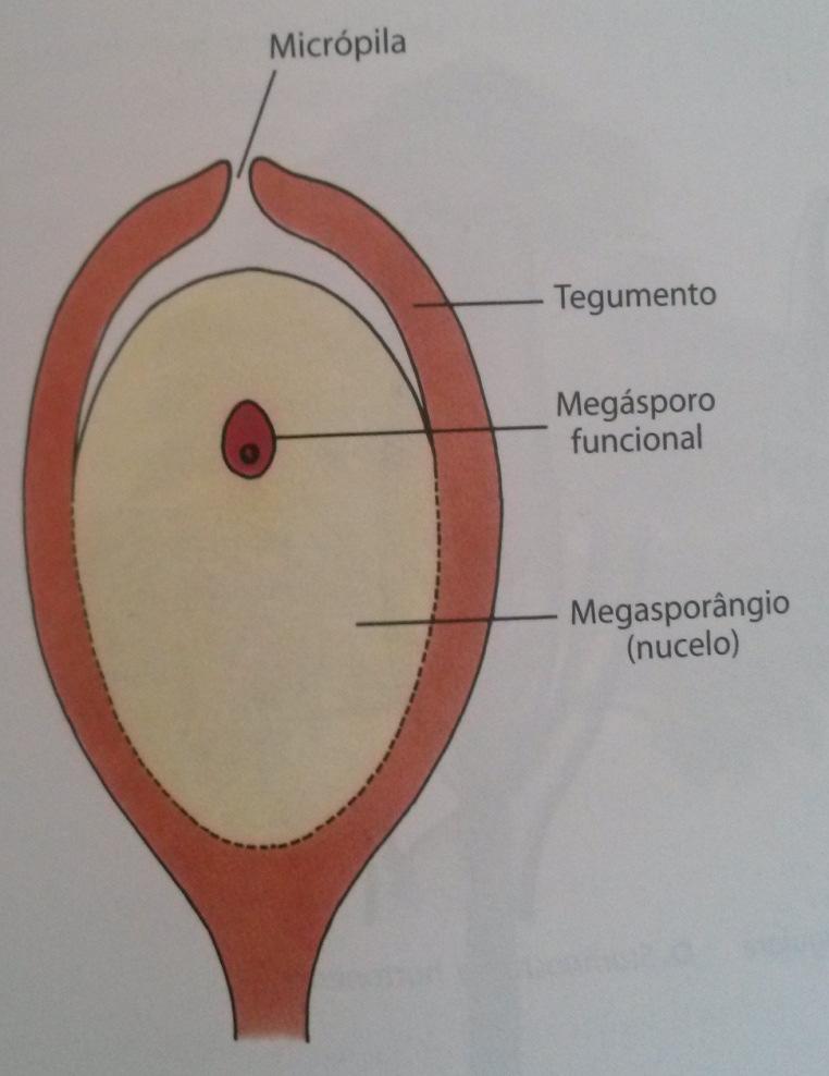 21/03/ heterosporadas endospóricas: