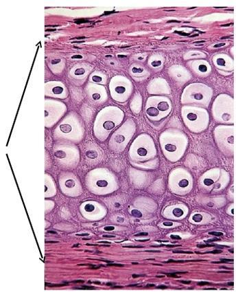 Cartilagem hialina Pericôndrio tecido conjuntivo rico em fibroblastos, células indiferenciadas e capilares sanguíneos.