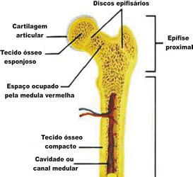 Tecido ósseo esponjoso x compacto O tecido ósseo esponjoso constitui a maior parte do tecido ósseo dos ossos curtos, chatos e irregulares. A maior parte é encontrada nas epífises dos ossos longos.