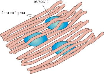 O osso lamelar é constituído por pilhas de lamelas (camadas de fibras colágenas +