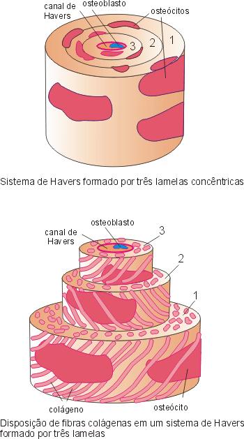 Canal de Havers: contém vasos sanguíneos e nervos Os sistemas de Havers são considerados unidades estruturais e