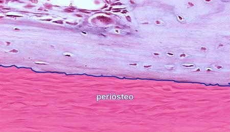 Periósteo Com exceção das superfícies articulares, toda a superfície externa dos ossos é envolvida por uma camada de tecido conjuntivo denominada periósteo.