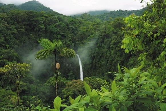 Floresta Tropical Como