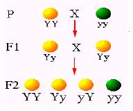 Caracteres qualitativos: aqueles de herança simples, controlados por poucos genes e com expressão fenotípica de grande efeito,