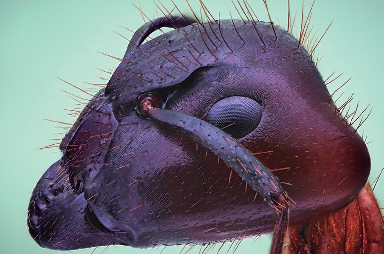 cabeça de uma formiga: imagens