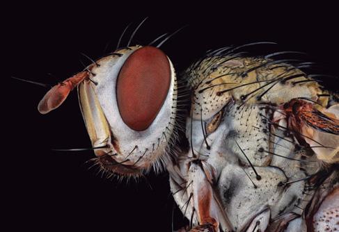 Ao lado, a aparência de uma simples mosca doméstica pode assustar quando a ampliação em macro chega a esse nível Uma paquinha ou grilo da terra de 3 centímetros tante é ter contato