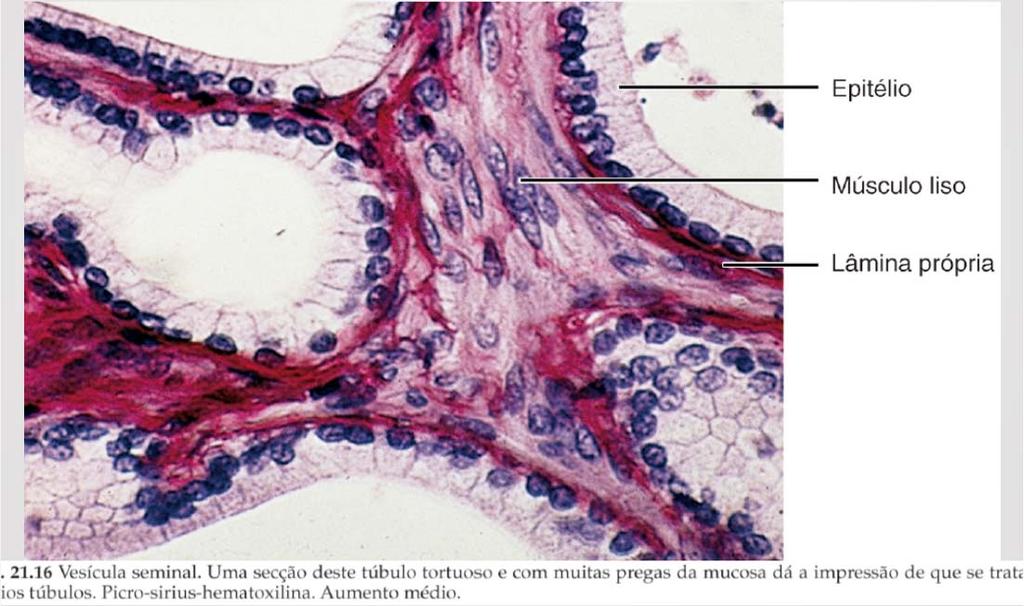 â GLÂNDULAS ACESSÓRIAS Transporte de espermatozoides e secreção de frutose; Tubulos de aproximadamente 15 cm, enovelados sobre si; Mucosa pregueada, epitélio cilíndrico simples ou