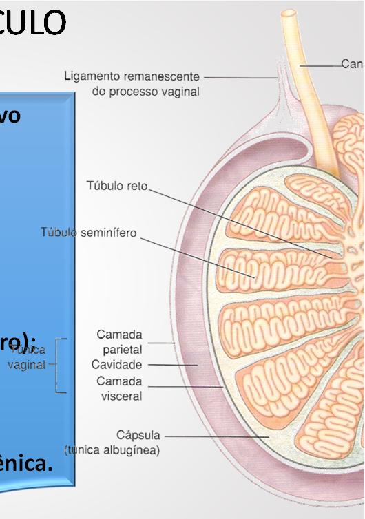 Membrana basal; Camada interna (Epitélio germinativo ou seminífero);