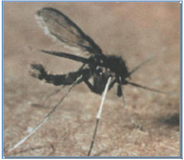3 1º CAPÍTULO: REVISÃO BIBLIOGRÁFICA 1.1. Biologia dos flebotomíneos Os flebotomíneos (Figura 1) são insetos dípteros, psichodídeos, de pequeno porte, corpo piloso, delgado e diferem-se dos demais