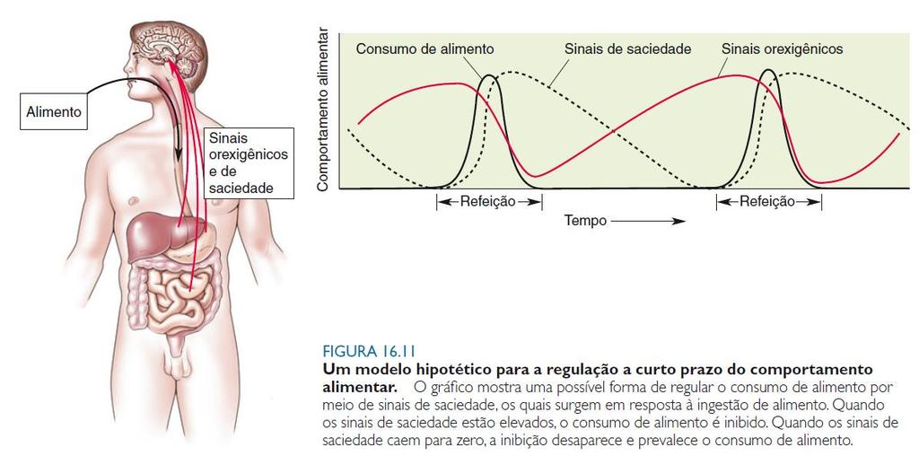 Sinais Orexigênicos: GRELINA (produzida pelo epitélio gástrico quando o estômago encontra-se vazio).