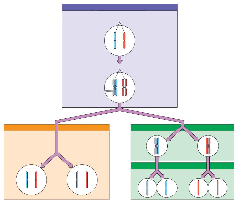 X Divisão Celular: e 3) x Homólogos Célula (2n) Duplicação dos cromossomos Euploidia: Altera toda a ploidia da célula (não ocorre na espécie humana) o