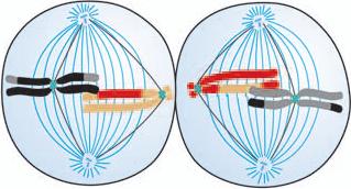 ) Prófase II 3) Divisão Equacional ou II (E!) Metáfase II Duplicação dos centríolos. Espiralização dos cromossomos.