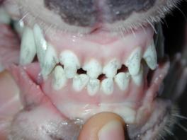 regular pelo profissional Tratamento não indicado quando: Dentes