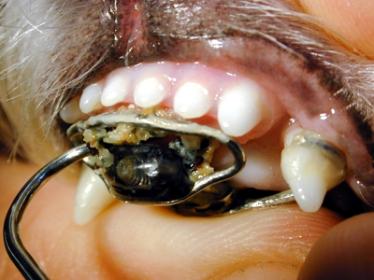 sensíveis) Periodonto Endodonto Mobilidade dental (suspender