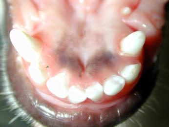 (neutroclusão) Classificação Oclusal (carnívoros)