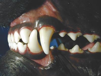 Tipos de Mordida Topo-a-topo Etiologia Fatores: Hereditários: Número de dentes Tamanho dos dentes ou dos maxilares Forma dos dentes ou maxilares Tamanho da língua (macroglossia/microglossia) Fatores: