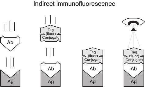 24 Figura 1-Representação esquemática do princípio do teste de imunofluorescência indreta. Fonte: (POLLARD, 2006).