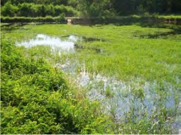 Plantas como o Aguapé e a Elodea nos tanques de recirculação de água (Fotos 2 e 3) podem gerar uma grande biomassa vegetal para uso como adubo verde em áreas agrícolas, ou mesmo para servir de