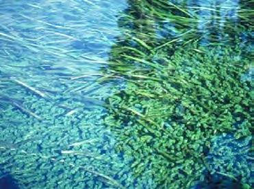 A estocagem de peixes detritívoros, filtradores e herbívoros nos viveiros de recirculação, além de ajudar no manejo de plantas aquáticas e revolvimento dos sedimentos, possibilitam uma receita extra