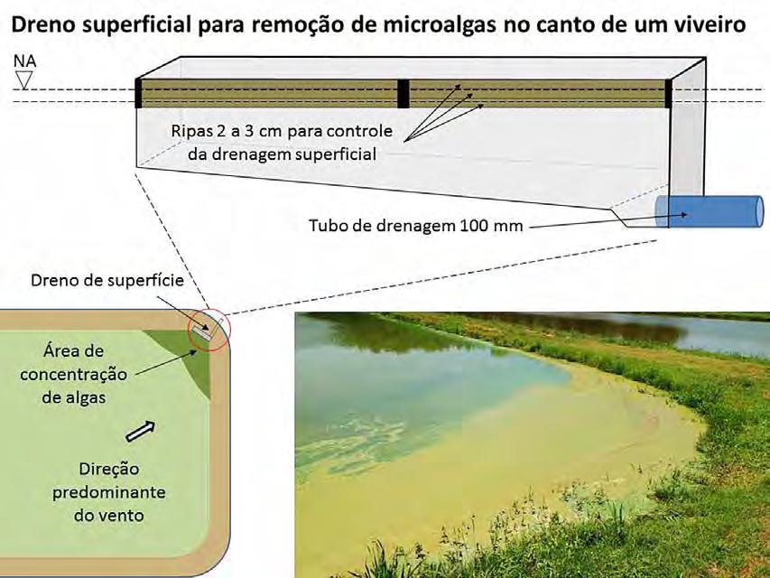 Os grânulos de microalgas secas são comercializados como fertilizante ao preço de US$ 11,00/kg.