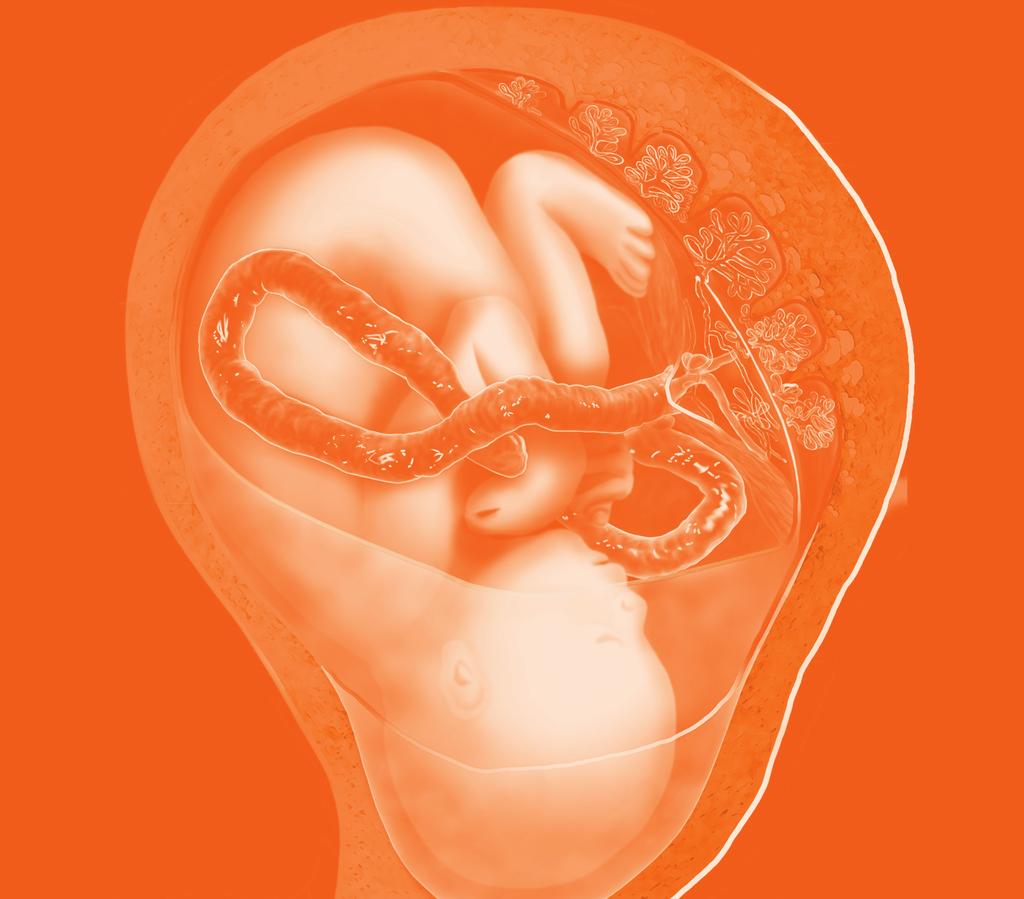 Fábio Roberto Cabar Este capítulo aborda as relações do feto com o útero materno e com ele mesmo. A atitude fetal é definida como a relação das diferentes partes fetais entre si.