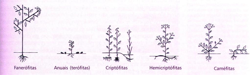 Formas de