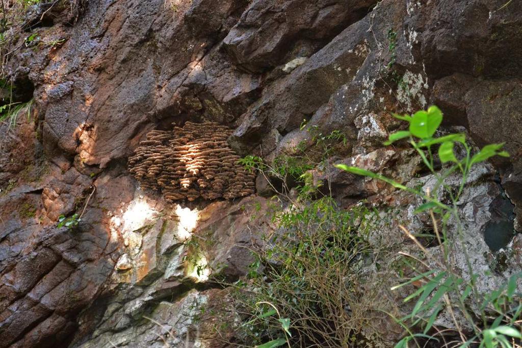 Outra caverna no meio do caminho A primeira informação era promissora: em Formosa, distrito de Santa Cruz do Sul, uma caverna que você entra caminhando e que termina em dois
