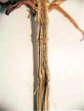 Podridão do colmo de milho causada por Diplodia spp. Figura 6.