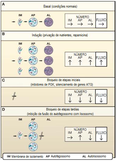 28. Figura 9 Regulação dinâmica do acúmulo de diferentes estruturas autofágicas. Está descrito as quantidades relativas de membrana de isolamento (IM), autofagossomos (AP) e autolisossomos (AI).