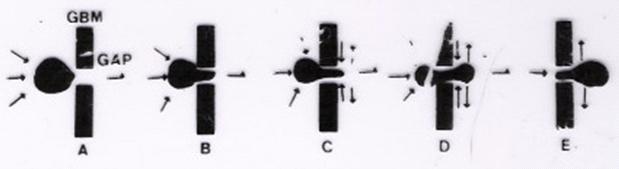 27 Figura 11: Estresse mecânico: passagem pela membrana basal do glomérulo Fonte: JAI-TRUNG et al., (1983).