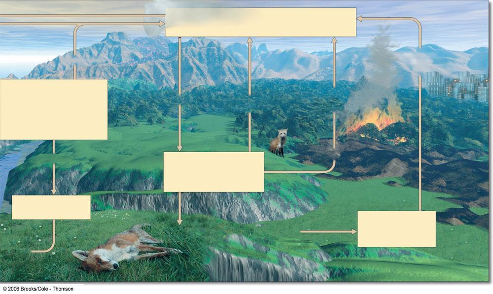 O ciclo do carbono (Terrestre) Atmosfera (a maior parte do carbono está na forma de CO 2 ) Atividade Vulcânica Queima de Combustíveis fósseis Rochas terrestre Fotossíntesse Respiração aeróbia