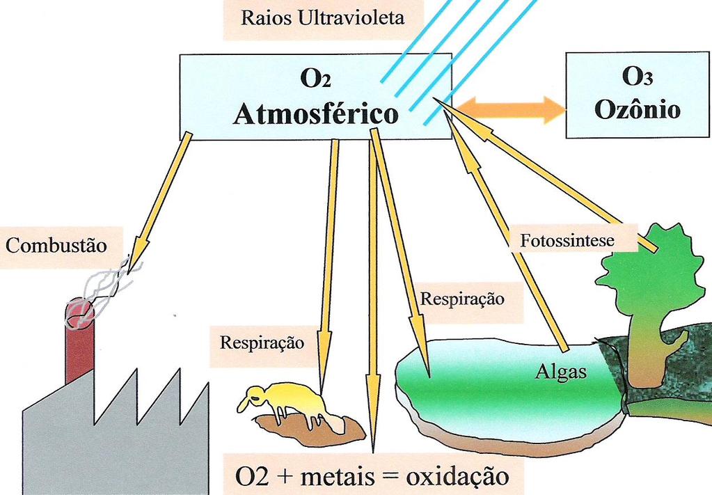 O Ciclo