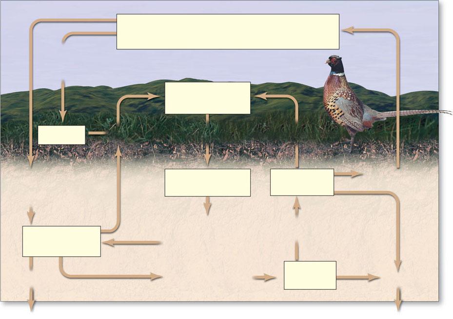 O Ciclo do Nitrogênio Fixação do Nitrogênio pela indústria e para a agricultura Nitrogênio Gasoso (N 2 ) na Atmosfera Teias alimentares na terra Fertilizantes Fixação do Nitrogênio Bactérias