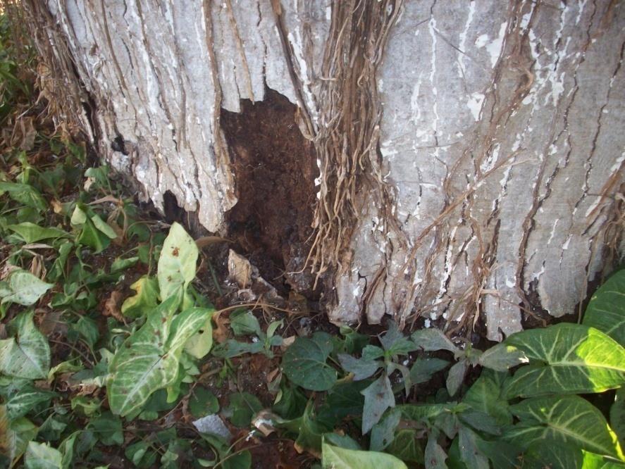 Árvore número 36 Ceiba speciosa com broca na base do tronco