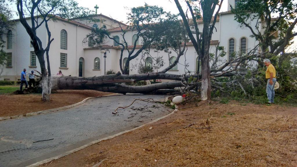 Ceiba speciosa após queda na Praça Coronel