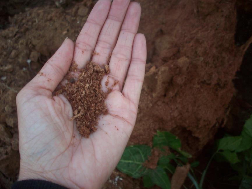 Serragem observado na base do tronco da Ceiba speciosa após sua