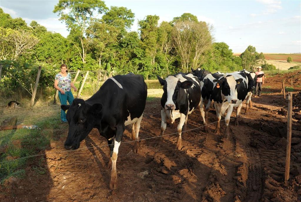 Em relação à Bovinocultura de Leite, a ação extensionista visou ao desenvolvimento das unidades produtoras de leite pertencentes à