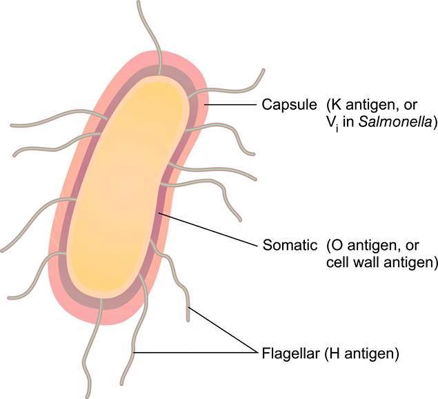 Antígeno H Variações