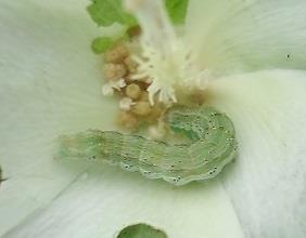 Nas variedades não-bt (como nos refúgios), o complexo de lagartas como Chrysodeixis includens, Spodoptera e Helicoverpa.