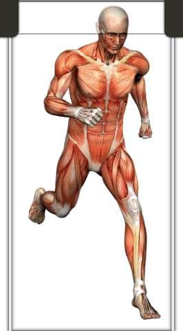Histologia do tecido muscular