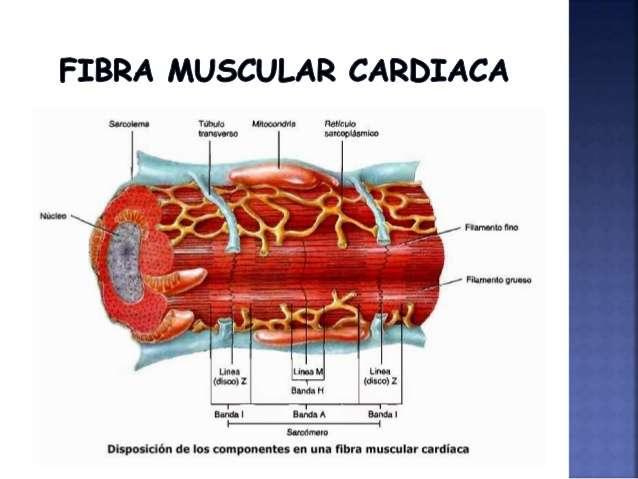 muscular TECIDO