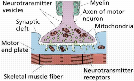 Junção neuromuscular Vesículas Placa motora