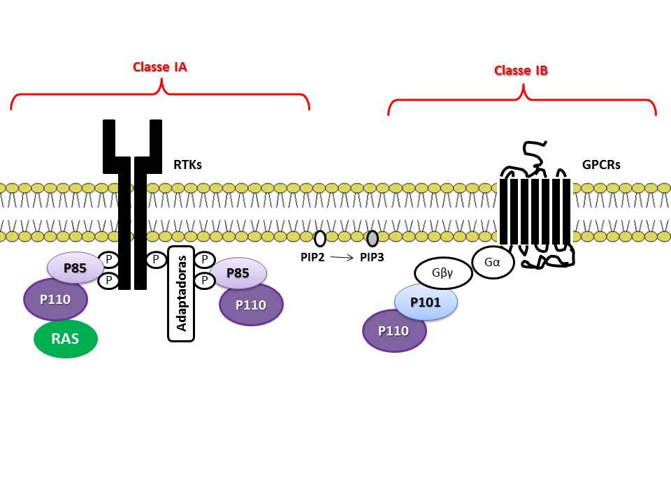 27 A ação do FSH dá-se através de receptores acoplados à proteína G, ativando várias vias intracelulares ligadas à rota da proteína cinase ativada por AMP cíclico (PKA) e também ativando a via da