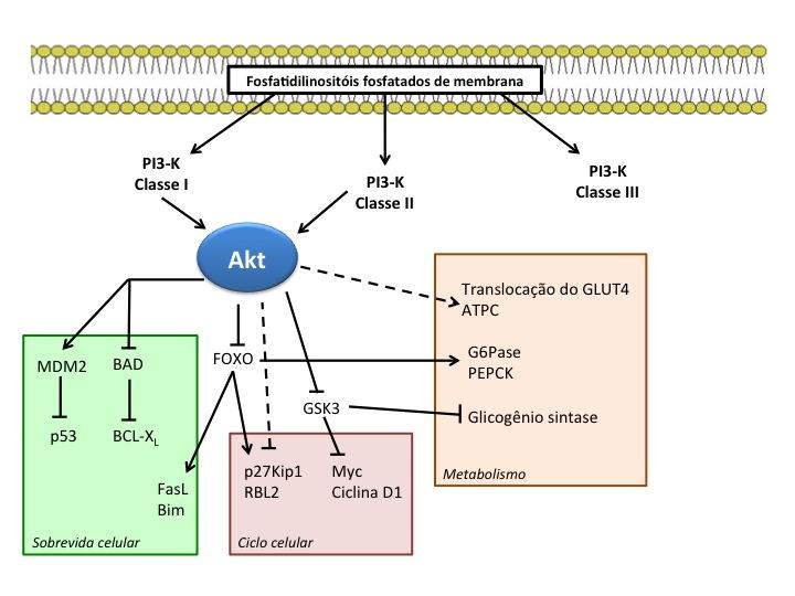 28 Figura 2: Via de sinalização da PI3-K/Akt, suas proteínas-alvo e funções intracelulares. Na figura indica-se as vias principais das PI3-K da classe I e II e sua interrelação com a proteína Akt.