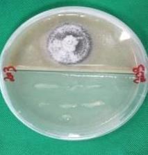 graministritici com o isolado 208 (Delftia) e 203 (Enterobacter) (FIGUR 3). Pode-se considerar que a ausência do crescimento aéreo de P.